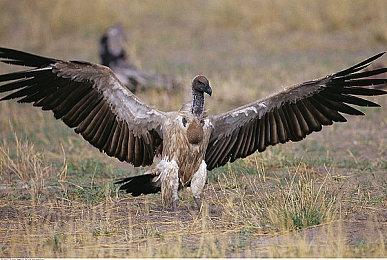 《脑航员2》中文化正在稳步推进中 进度良好！