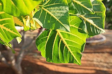 《命运2》新深渊赛季开启！沉入黑暗发掘真相